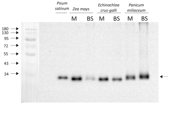 Western blot using anti-PsbO antibodies